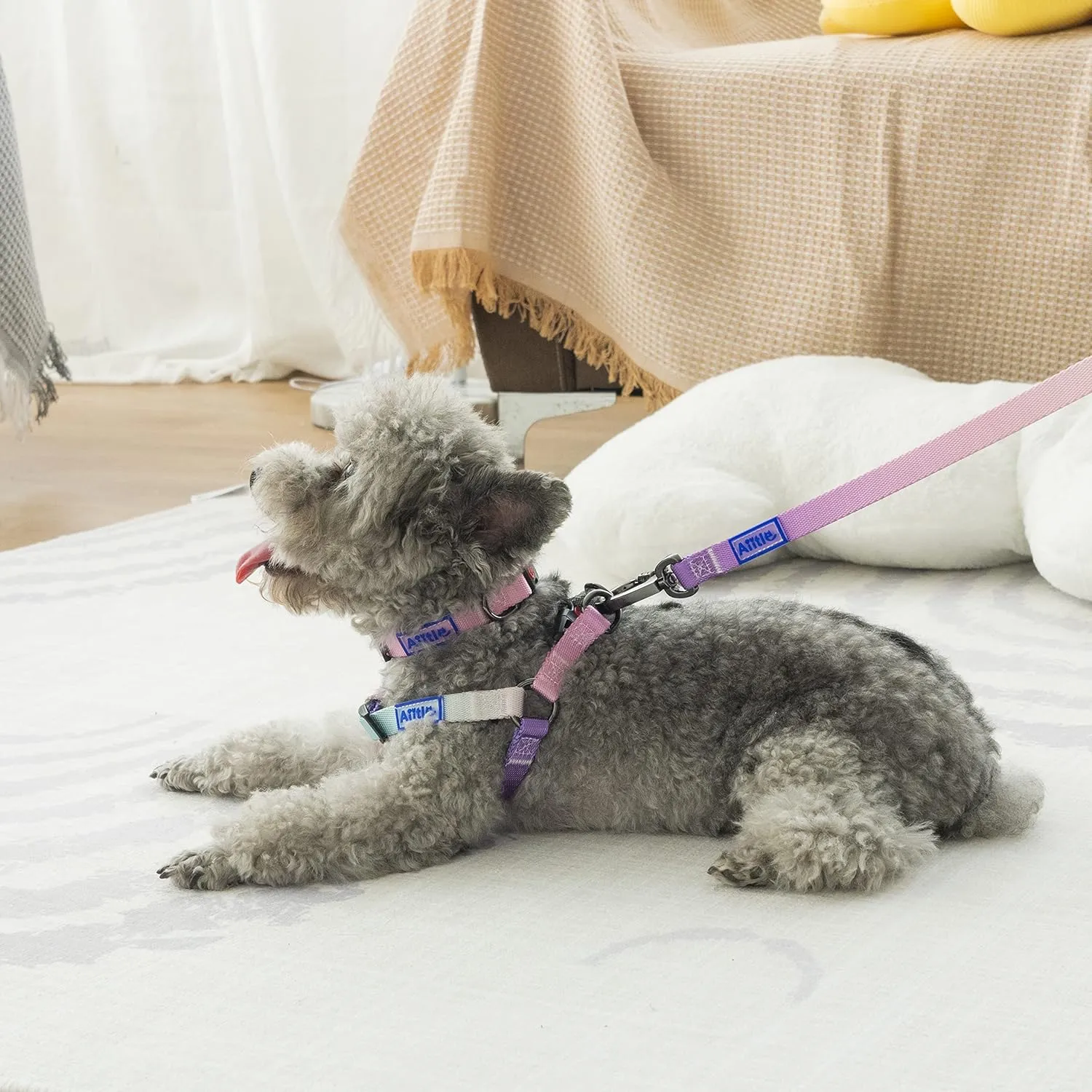 AIITLE Easy Walk Dog Harness Collar Leash Set - Adjustable Basic Collar Heavy Duty Leash - No Pull Halter Harness - Outdoor Training Running for Medium Dogs, Pink Gradient M