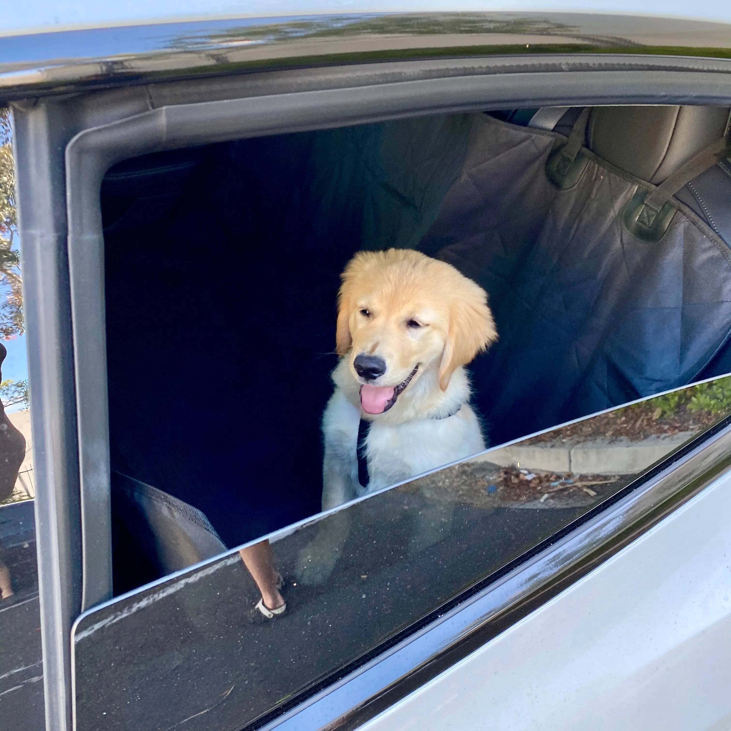 Backseat Pet Cover with Leash