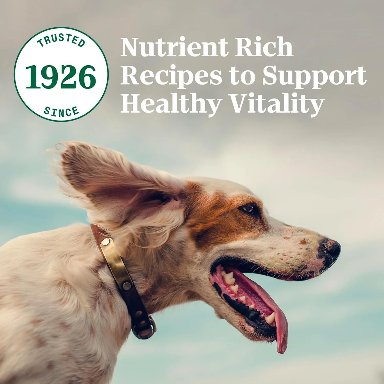 Nutro Natural Choice Small Bites Adult Dry Dog Food, Chicken and Brown Rice Recipe, 5 lbs.