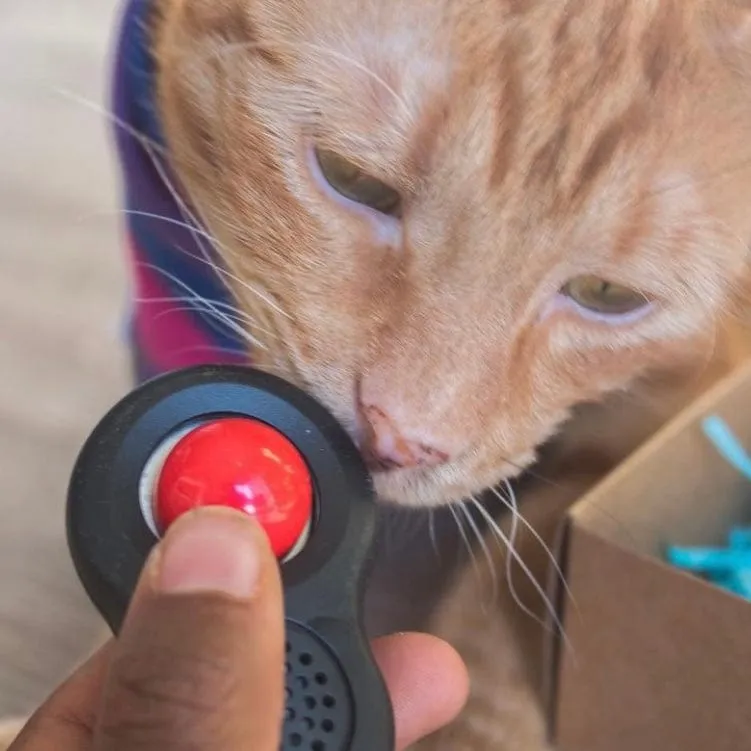 "The True Adventurer" Harness and Leash Set & Cat Clicker Set Bundle